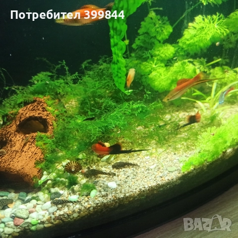 продавам мъжки риби, снимка 2 - Рибки - 52922829