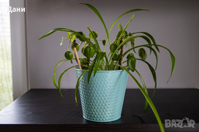 🌿 Китайска паричка (Pilea peperomioides) + Хлорофитум (Chlorophytum comosum) в едно 🌿, снимка 2 - Стайни растения - 52061152