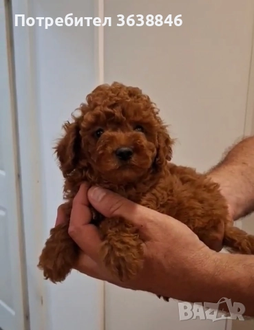 Той пудел, снимка 3 - Пудели - 51568574