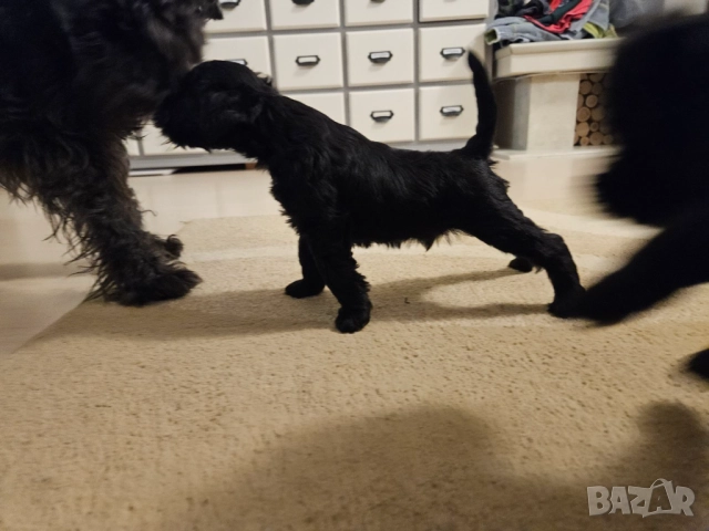  Мъжки мини шнауцер, снимка 11 - Други - 44351208