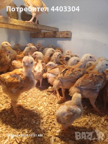 Пилета, ярки, кокошки 