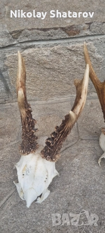 Трофеи от съръндак , снимка 3 - Декорация за дома - 51708247