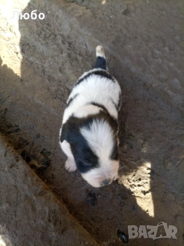 Подарявам малки кученца -каракачанки, снимка 4 - Каракачанска овчарка - 53488330