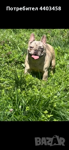 Френски булдог мерле