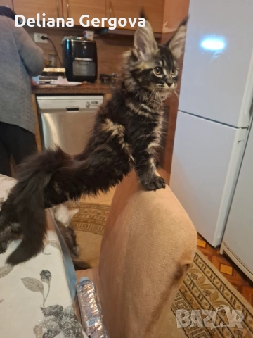 Котета Мейн кун, снимка 9 - Мейн кун - 53102328
