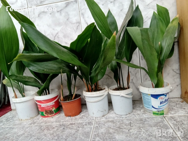 Семейно щастие (Аспидистра) с височина 40-50-60см., снимка 4 - Стайни растения - 51306655