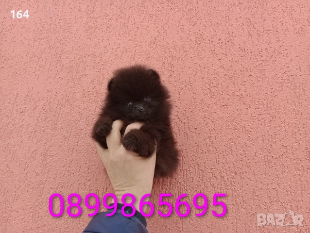Померан. Шоколадово мини момченце., снимка 4 - Померан - 53351147