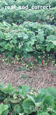 ВЪЛШЕБЕН Целогодишен Разсад Корени - Ягоди и Малини, снимка 14 - Разсади - 53687906