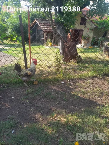 Петли Родайланд,Автстралорп и Маран черно сребро, снимка 6 - Кокошки и пуйки - 56121347