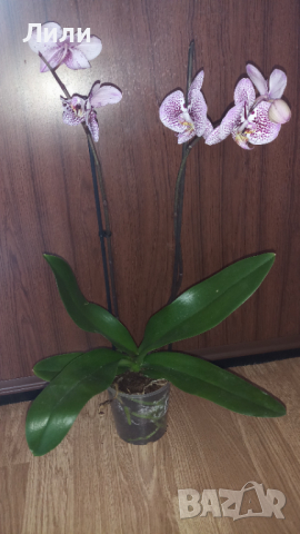Голяма орхидея фаленопсис Andorra, снимка 1 - Стайни растения - 36191720