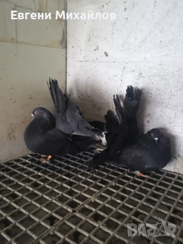 Фенерлии , снимка 2 - Гълъби - 52909916