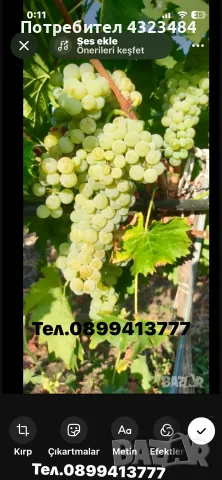 продавам грозде мускат отонел 1.00евро с мелене тел.0899413777