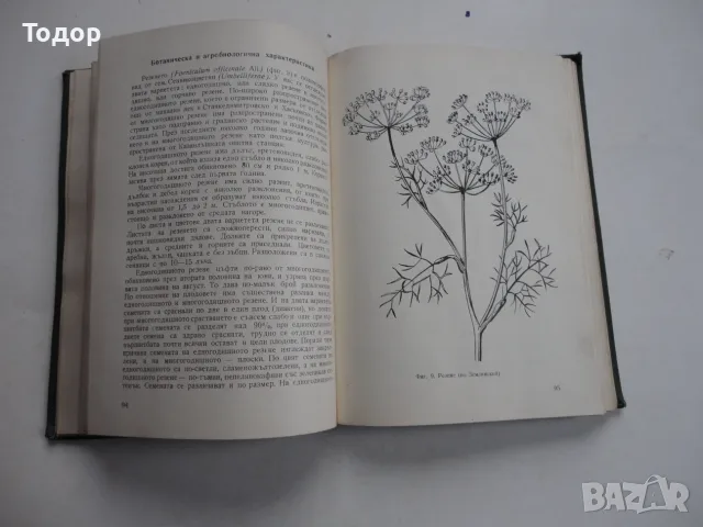 Книга Етерично маслени и медицински култури Стайков , снимка 7 - Специализирана литература - 56258882