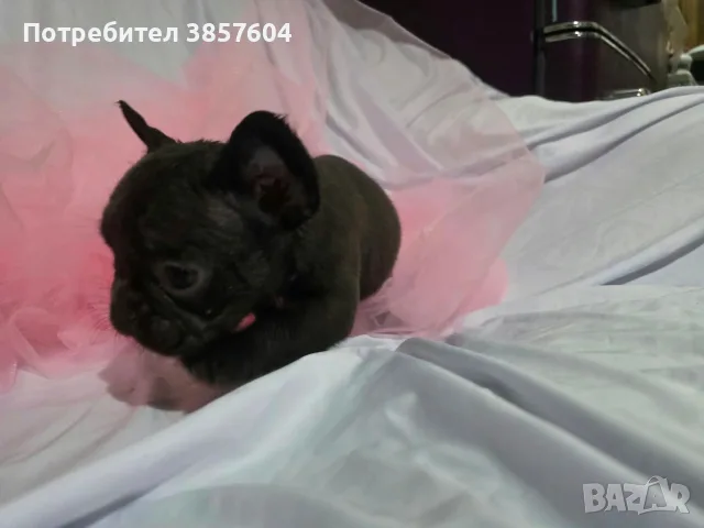 Шоколад Френски булдог , снимка 6 - Френски булдог - 56166544