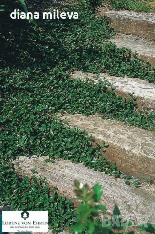 Котонеастър Мажор, Cotoneaster Dammeri Major, снимка 5 - Градински цветя и растения - 39310369