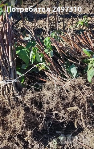 продавам разсад малини 