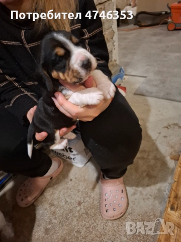 Бигъл, снимка 2 - Бигъл - 53593128