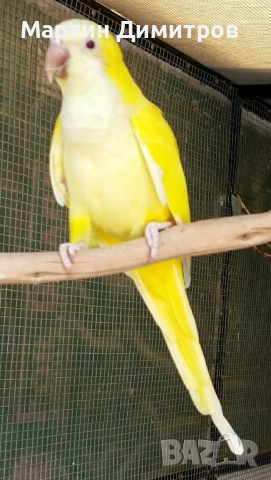 Мъжки папагал Монах, снимка 1