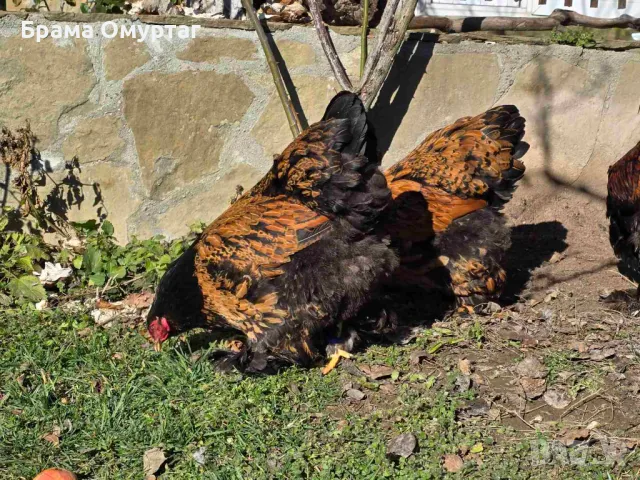 Продавам разплодни яйца от Златно кантирана Брама/Gold Laced Brahma, снимка 7 - Кокошки и пуйки - 50242172