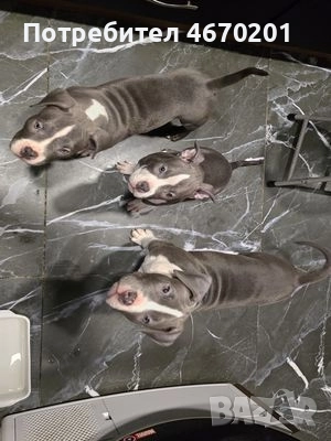 Американско Покет Були, снимка 7 - Други - 52671780