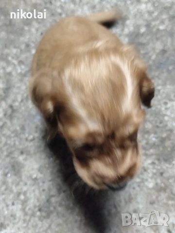 Кокер шпаньол , снимка 5 - Кокер шпаньол - 52754396