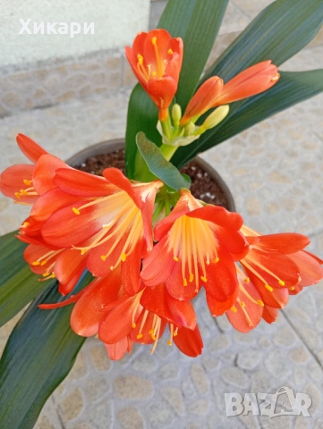 Кливия БЕЗ цвят, снимка 5 - Стайни растения - 53849912