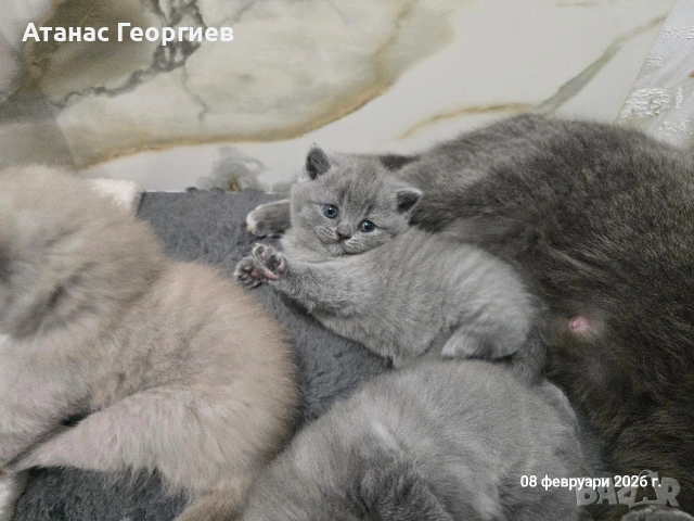 Британски късокосмести чистокръвни котенца. , снимка 8 - Британска късокосместа - 53451104