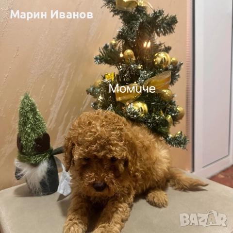 Мини пуделчета с две ваксини!, снимка 3 - Пудели - 52806037