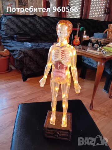 Светещ анатомичен макет