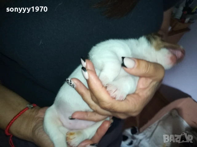 ДЖАК РЪСЕЛ БЕБЕТА-УНИКАЛНИ СЛАДУРИ 250ЛВ ЗА ЕДНО 3008251451, снимка 14 - Джак ръсел териер - 51543246