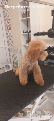 той пудел , снимка 4 - Пудели - 53188044