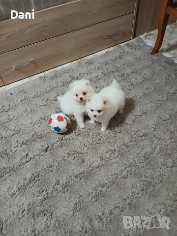 Mini Pomeran, снимка 2 - Померан - 53406474