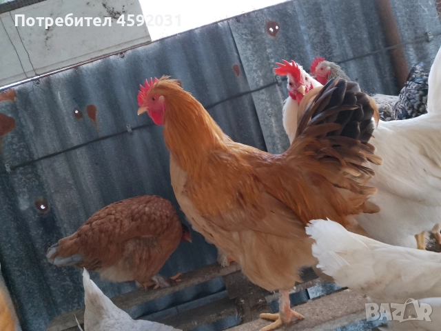 Петлета, снимка 10 - Кокошки и пуйки - 52930601