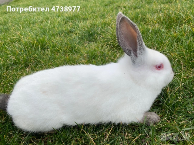 Зайци, снимка 8 - Други - 53782713