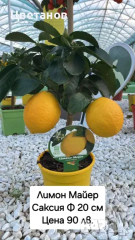 Лимон сорт Майер.