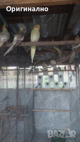 Папагали корели фазани и пауни