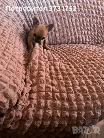 Мини чихуахуа, снимка 4 - Чихуахуа - 52913191