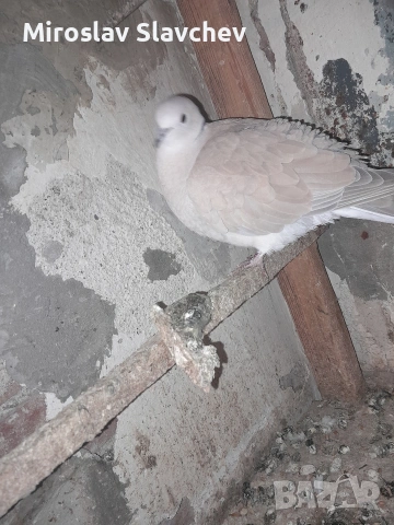 Продавам гугутка/скумрук, снимка 4 - Гълъби - 53842584