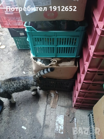 продава каси булгарплод