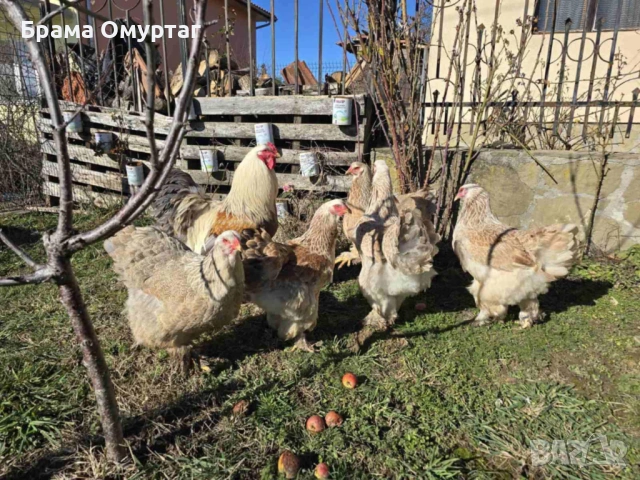 Продавам разплодни яйца от Сьомгова брама [Salmon Brahma], снимка 2 - Кокошки и пуйки - 53810719