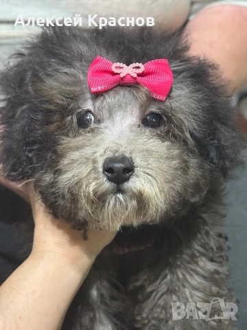 пудел silver toy, снимка 4 - Пудели - 53390805