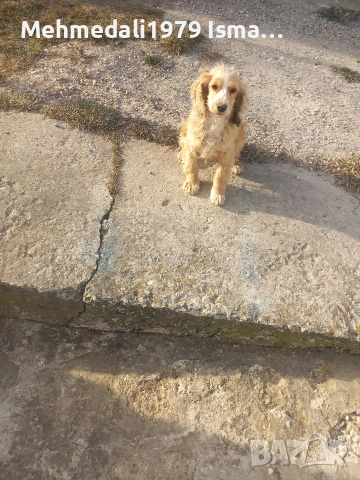 кокерче,, снимка 4 - Кокер шпаньол - 53588053