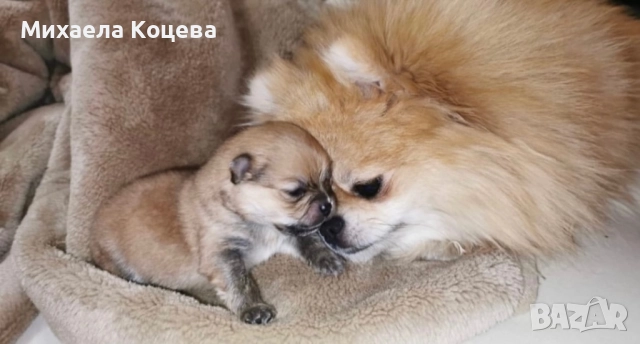 Мини Померани , снимка 12 - Померан - 52447230