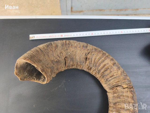 рога от овен, снимка 11 - Антикварни и старинни предмети - 53619727