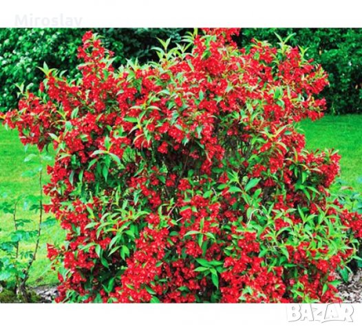 Вайгела (3 налични цвята), снимка 7 - Градински цветя и растения - 35802390
