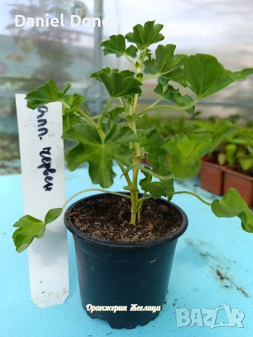 МАЛИНОВ ГИГАНТ + още над 150 сорта домати, снимка 16 - Разсади - 53760174