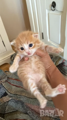 Домашни Полу-Ангорски Котенца + Доставка 60лв, снимка 8 - Ангорски - 40695376