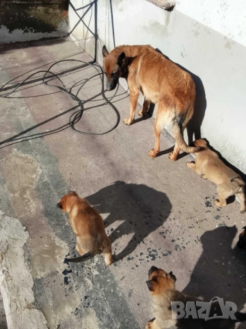 Продавам малки белгийски овчарки, снимка 4 - Белгийска овчарка - 47330260