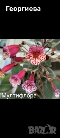 ризоми колерия и ахименес, снимка 5 - Стайни растения - 53291033