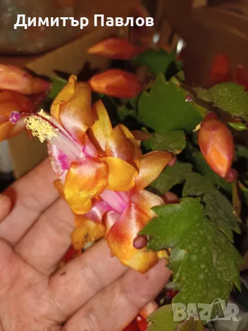 Коледниче/ Шлумбергера ЖЪЛТО,оранжево,бяло,розово,цикламено,червено, снимка 3 - Стайни растения - 31354031